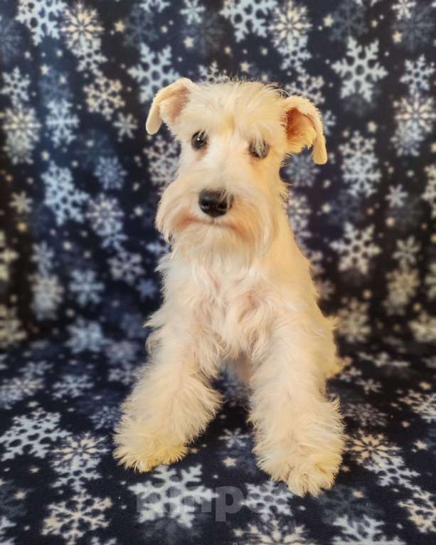 Собаки в Воронеже: Белая девочка цвергшнауцера Девочка, 60 000 руб. - фото 1