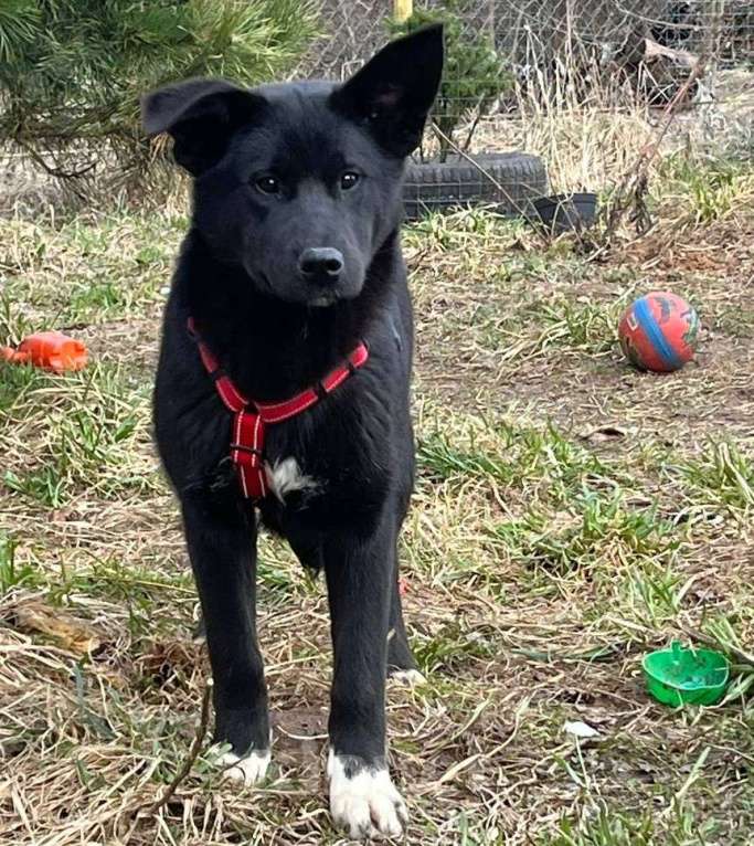 Собаки в Москве: Щенок в добрые руки Мальчик, Бесплатно - фото 2