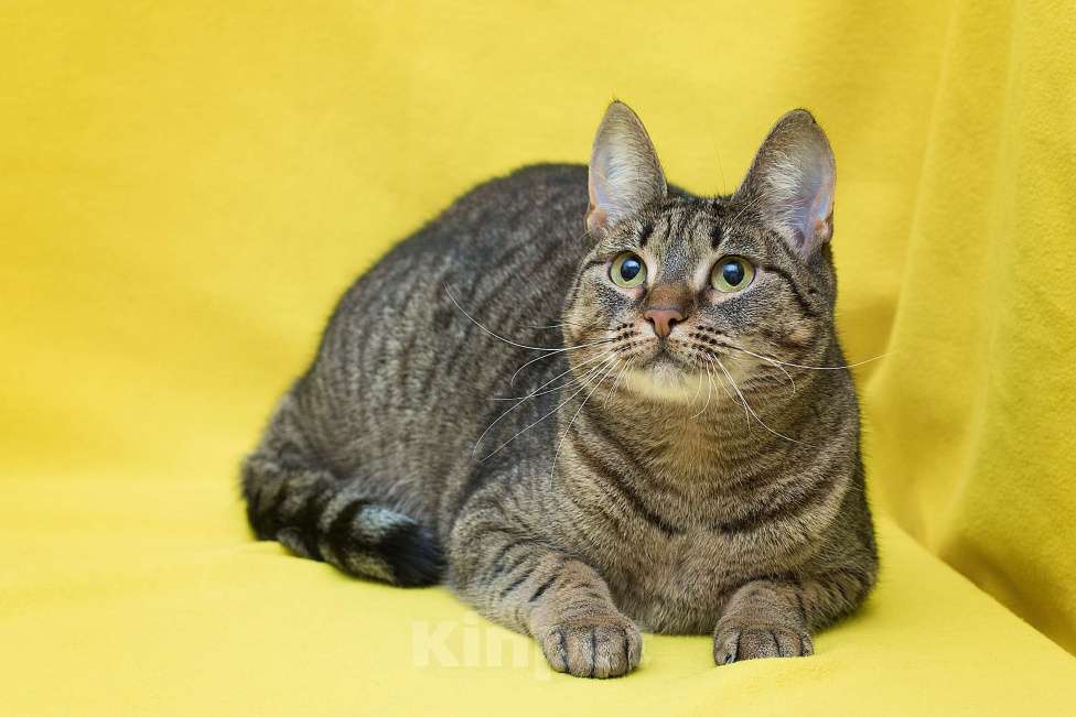 Кошки в Москве: Забавнее кошку не найдете Девочка, Бесплатно - фото 5