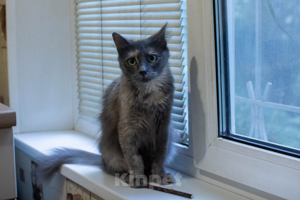 Кошки в Королеве: котенок Серафима в добрые руки Девочка, Бесплатно - фото 7