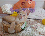 Кошки в Одинцово: Рыжие котята ищут дом!  Мальчик, Бесплатно - фото 2