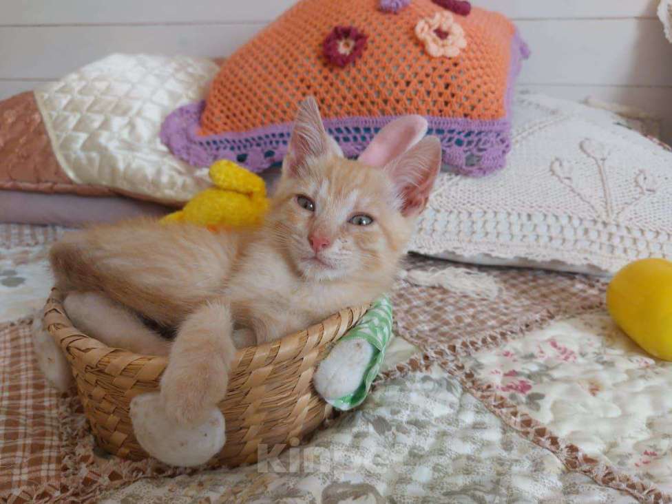 Кошки в Одинцово: Рыжие котята ищут дом!  Мальчик, Бесплатно - фото 2