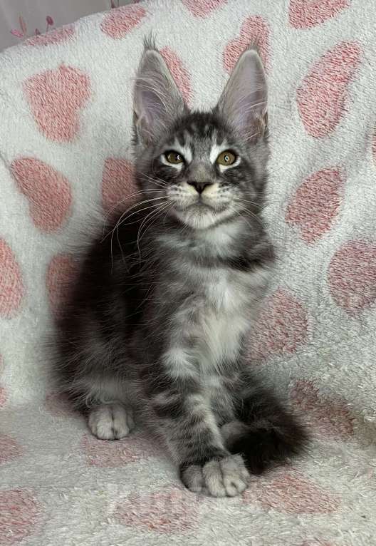 Кошки в Дмитрове: Черный серебристый мраморный мальчик мейн кун Zhan Мальчик, 40 000 руб. - фото 7