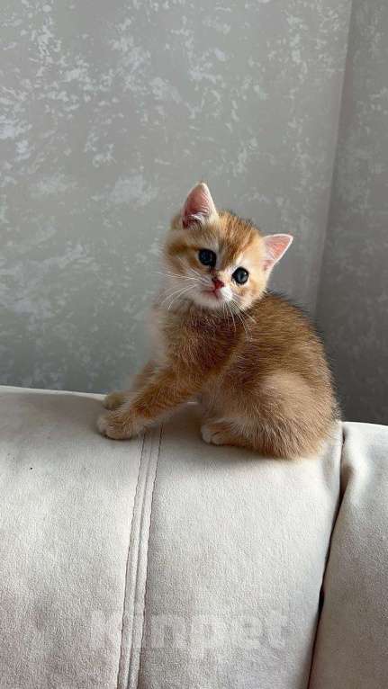 Кошки в Томске: Британские котята Девочка, 37 000 руб. - фото 3