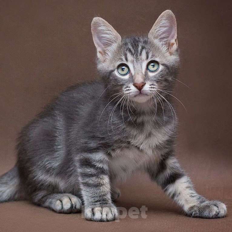 Кошки в Москве: Серебряный котенок в бенгальскую полосочку Мальчик, Бесплатно - фото 3