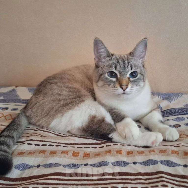 Кошки в Москве: Монику вернула хозяйка Девочка, Бесплатно - фото 5