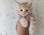 Кошки в Люберцах: Рыжие котята мейн-кун Мальчик, Бесплатно - фото 1