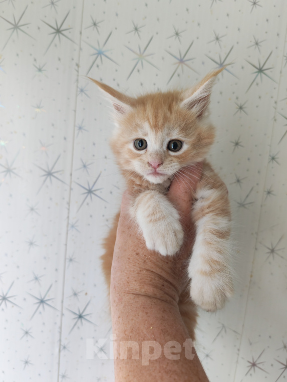 Кошки в Люберцах: Рыжие котята мейн-кун Мальчик, Бесплатно - фото 1