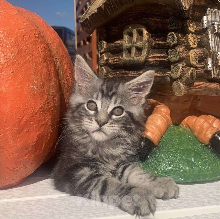 Кошки в Санкт-Петербурге: Котик мейн кун чёрный мраморный серебряный Мальчик, 35 000 руб. - фото 3