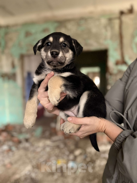 Собаки в Москве: Красивые щенки 2 мес в дар! Дайте шанс стать домашними! Девочка, Бесплатно - фото 1