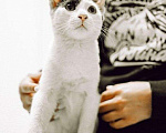 Кошки в Москве: Ласковый Кокосик. Котенок в добрые руки. Мальчик, Бесплатно - фото 3