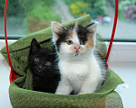 Кошки в Калуге: Котята-карапузики  в добрые руки., Бесплатно - фото 1