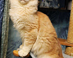 Кошки в Санкт-Петербурге: мейн кун из питомника Мальчик, 35 000 руб. - фото 2