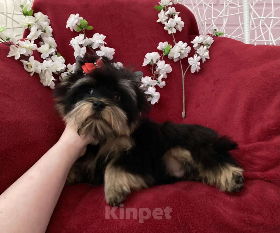 Собаки в Москве: Чёрный йорк мальчик стандарт нежный Мальчик, 40 000 руб. - фото 8