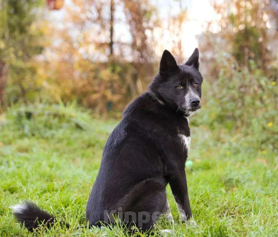 Собаки в Жуковском: Чарли и Барта ищут дом Разнополые, Бесплатно - фото 2