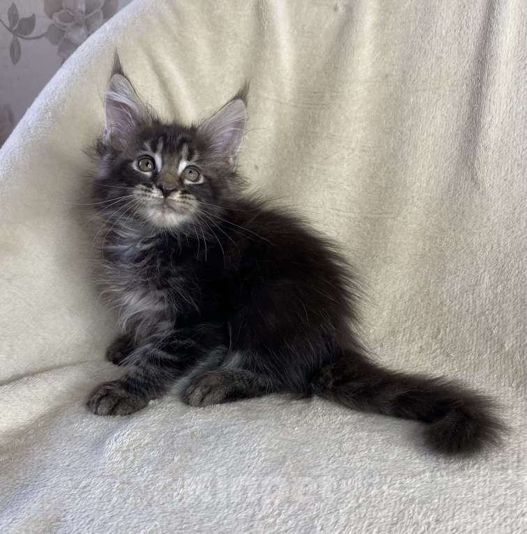 Кошки в Дмитрове: Черный мраморный мальчик мейн кун Мальчик, 40 000 руб. - фото 6