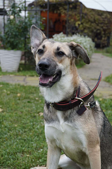 Ласковая собачка Ласка в добрые руки