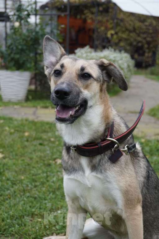 Собаки в Москве: Ласковая собачка Ласка в добрые руки Девочка, 1 руб. - фото 1