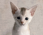 Кошки в Тюмени: Абиссинский котенок серебро Мальчик, 70 000 руб. - фото 1