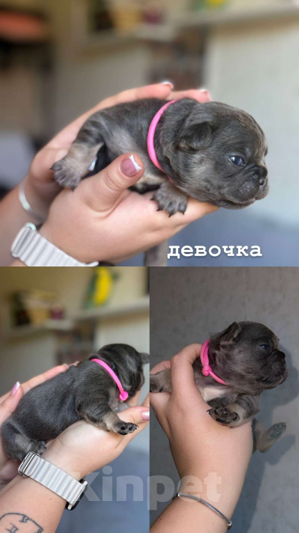 Собаки в Ростове-на-Дону: малыши французского бульдога  Мальчик, 50 000 руб. - фото 7