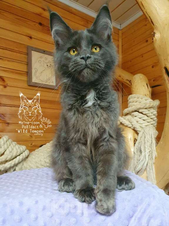 Кошки в Иваново: Шикарный мейн-кун Мальчик, 60 000 руб. - фото 2