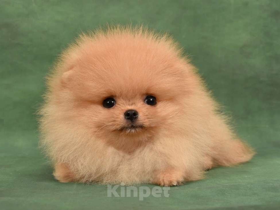 Собаки в Москве: Померанский карликовый шпиц мини мальчик Мальчик, 35 000 руб. - фото 3