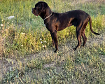 Собаки в Джанкое: Продажа собаки  Мальчик, 20 000 руб. - фото 5