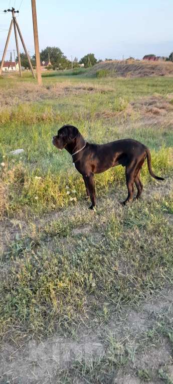 Собаки в Джанкое: Продажа собаки  Мальчик, 20 000 руб. - фото 5