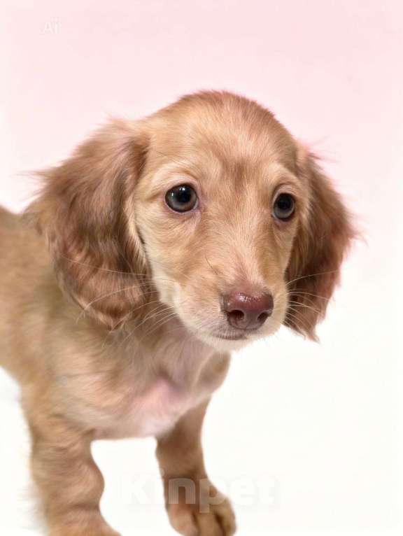 Собаки в Москве: Щенки длинношерстной мини таксы Девочка, 150 000 руб. - фото 2