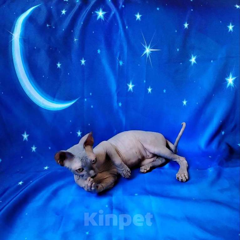Кошки в Королеве: Очаровательный породный канадский сфинксеныш Мальчик, 60 000 руб. - фото 6