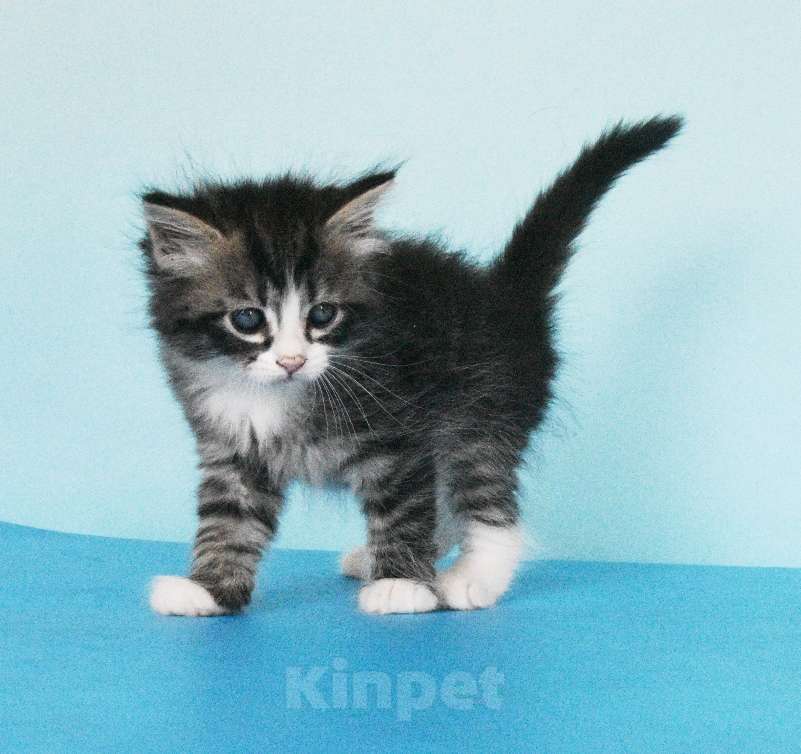 Кошки в Москве: Сибирские котята Мальчик, Бесплатно - фото 9