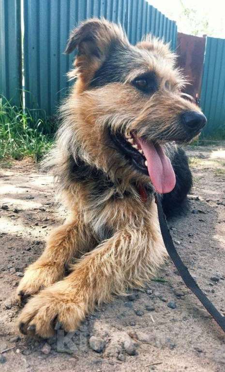 Собаки в Москве: Чупчик (Чуп, Чуппуня) — ваш будущий друг и компаньон! Мальчик, Бесплатно - фото 8