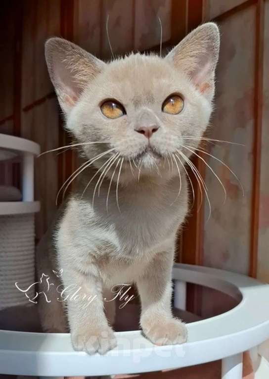 Кошки в Краснодаре: Котёнок Европейская Бурма Девочка, 60 000 руб. - фото 2