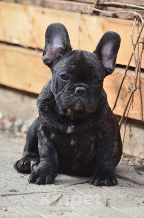 Собаки в Старом Купавне: Французский товарищ Мальчик, 40 000 руб. - фото 3