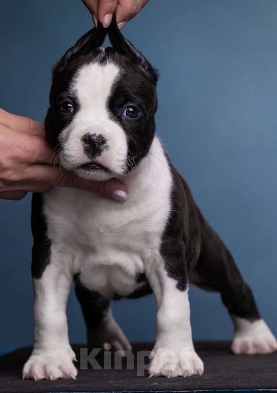 Собаки в Санкт-Петербурге: Девочки доступны к бронированию Девочка, Бесплатно - фото 3
