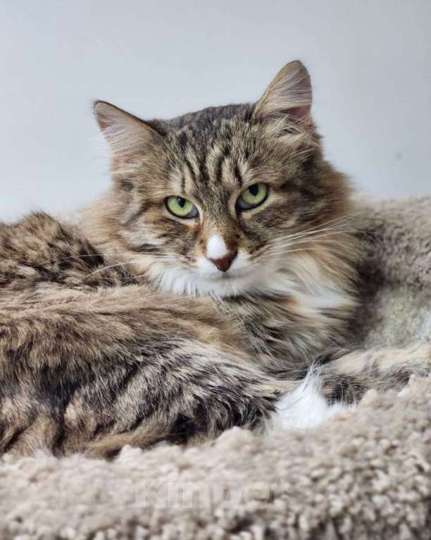 Кошки в Москве: Пушистая кошечка в добрые руки! Почему же никто не замечает такую красоту? 💔 Девочка, Бесплатно - фото 3