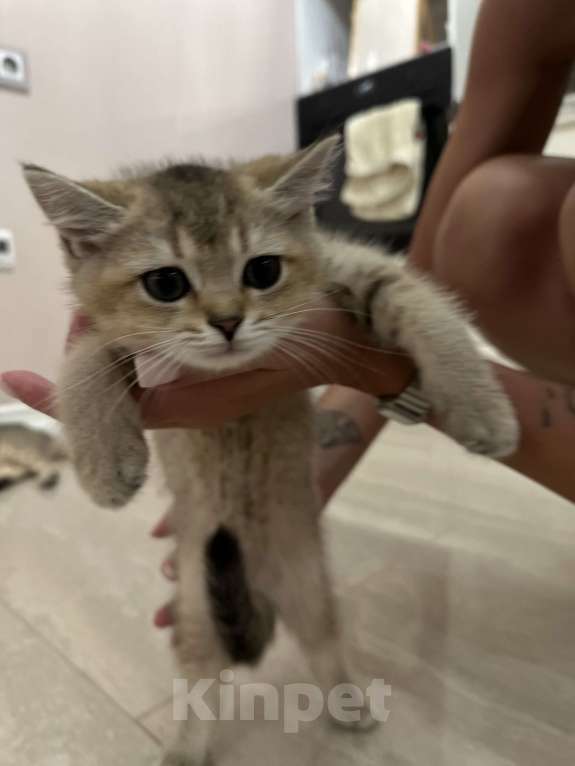 Кошки в Краснодаре: Шотландская золотая шиншилла  Мальчик, 15 000 руб. - фото 3