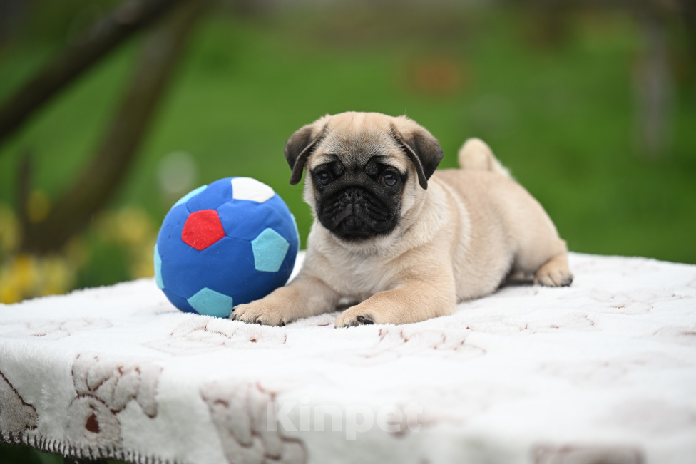 Собаки в Москве: мальчик-красавчик Мальчик, 90 000 руб. - фото 2