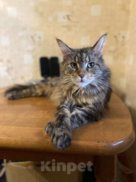 Кошки в Москве: Скайфолл ждёт свою маму Девочка, 10 руб. - фото 2