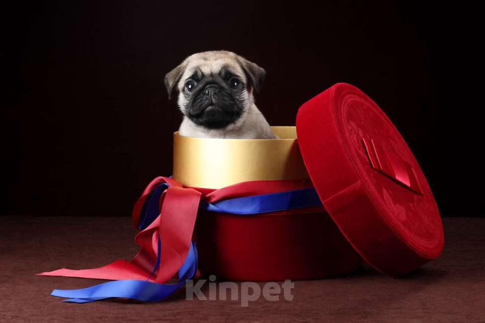 Собаки в Москве: Присмотритесь, не Ваш ли это подарочек на Новый Год?! Девочка, 120 000 руб. - фото 1