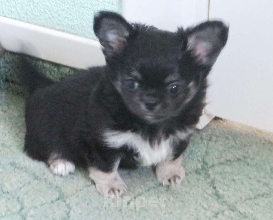 Собаки в Санкт-Петербурге: чихуахуа шоу мальчик Мальчик, 150 000 руб. - фото 9
