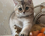 Кошки в Москве: Шотландские котята Девочка, 24 999 руб. - фото 1