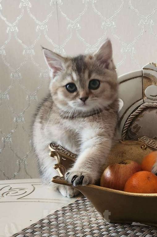 Кошки в Москве: Шотландские котята Девочка, 24 999 руб. - фото 1