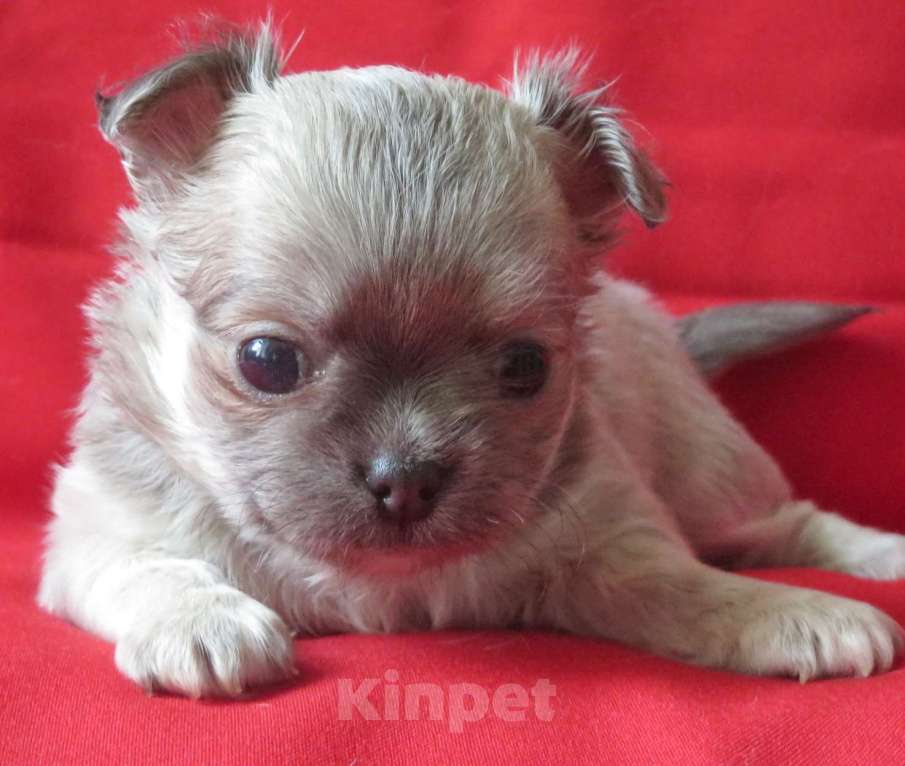 Собаки в Санкт-Петербурге: чихуахуа девочка Девочка, 60 000 руб. - фото 2