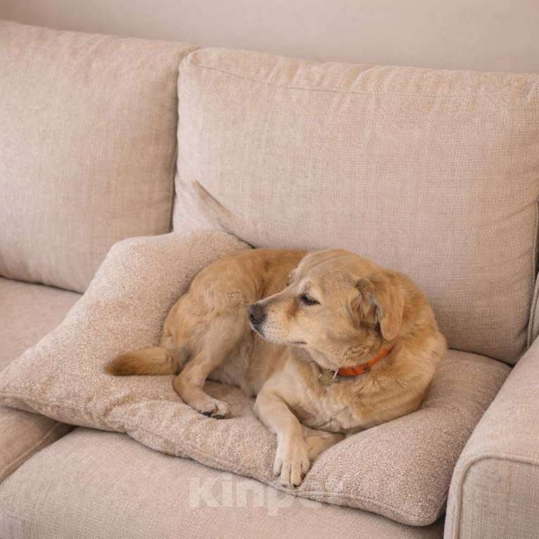 Собаки в Москве: Молодая маленькая Бэлла в добрые руки! Девочка, Бесплатно - фото 7