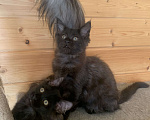 Кошки в Санкт-Петербурге: Котёнок мейн кун чёрный Девочка, 30 000 руб. - фото 1