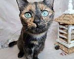 Кошки в Москве: Кошка с изумрудными глазами в добрые руки  Девочка, Бесплатно - фото 1