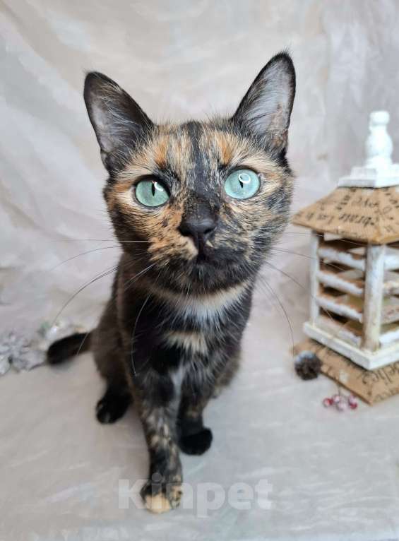 Кошки в Москве: Кошка с изумрудными глазами в добрые руки  Девочка, Бесплатно - фото 1