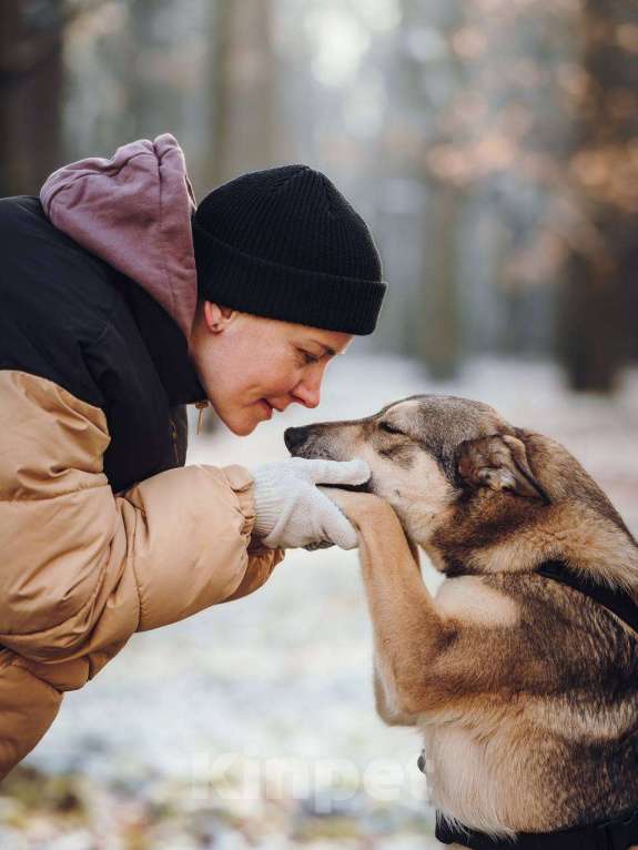 Собаки в Москве: Милая Корица ищет дом Девочка, Бесплатно - фото 3