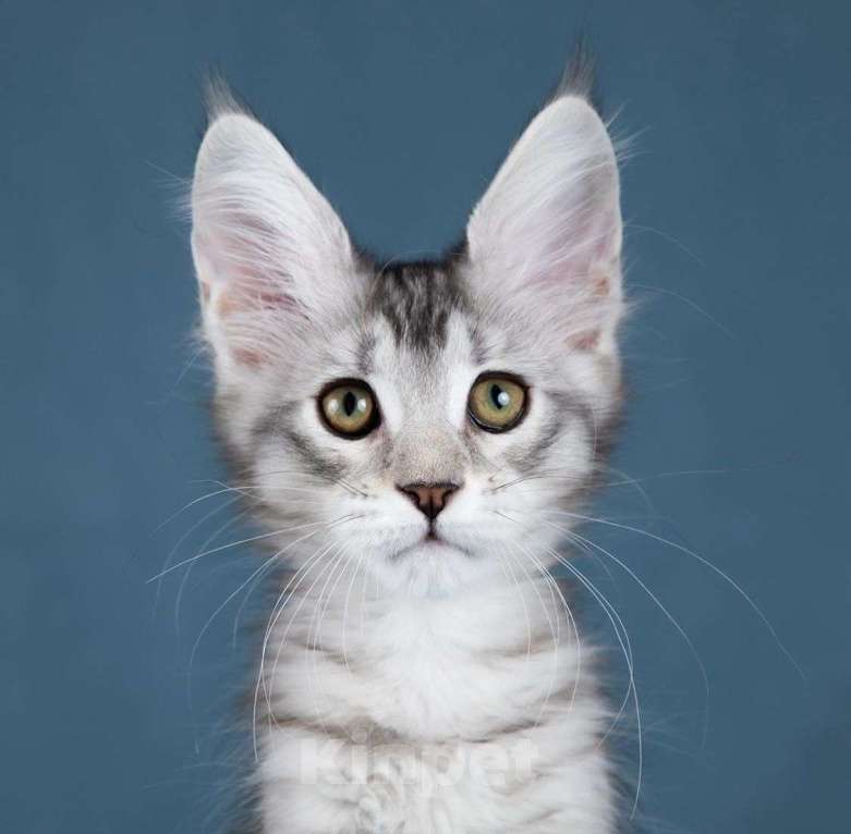 Кошки в Москве: котята мейн кун Девочка, 60 000 руб. - фото 2